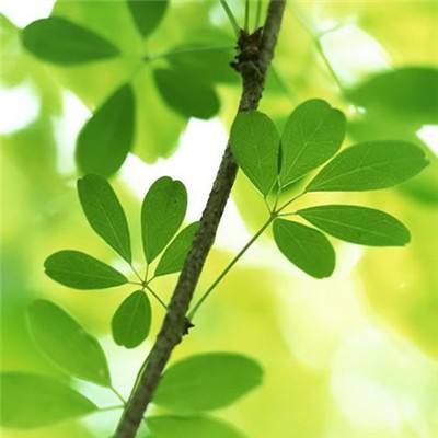 澳门网上黄金城手机app下载